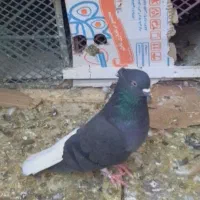 کبوتر کرمانشاه ، زاغ دمسفید|پرنده|شهریار, شهرک بهاران (ویره)|دیوار