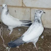 کبوتر به به ای|پرنده|قم, کلهری|دیوار