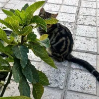 واگذاری رایگان گربه کوچولو به سرپرست مهربان