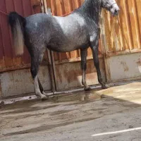 کره مادیون پنج ماهه|اسب و تجهیزات اسبسواری|اصفهان, باغ زرشک|دیوار