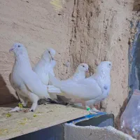 سفید پور|پرنده|شهرکرد, |دیوار