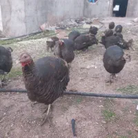 بوقلمون طبیعی