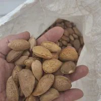 بادام درختی