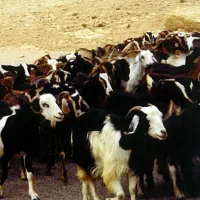 بز ماده