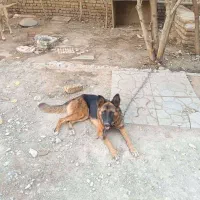 فروش سگ|سگ|خاوران, |دیوار