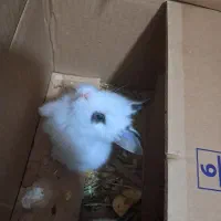 کادوی|موش و خرگوش|بروجرد, |دیوار