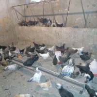 جوجه محلی