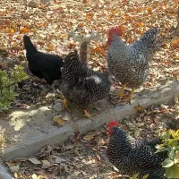 مرغ و خروس نژاد دار