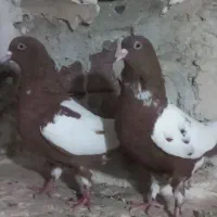 کبوتر شتری
