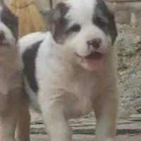 سگ نگهبان|سگ|مشهد, جانباز|دیوار