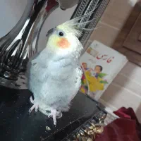 عروس زیبا و تپلی|پرنده|رشت, پاره بیجار|دیوار