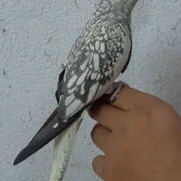 عروس هلندی مرواریدی نر و طوسی ماده دستی و سخنگو