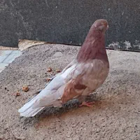 نوک ریز|پرنده|اردبیل, |دیوار