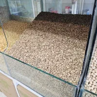 عدس /حبوبات