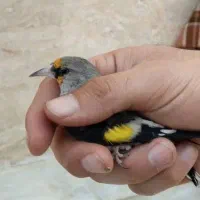 سهره کرمانی نر|پرنده|هشتگرد, هشتگرد قدیم|دیوار