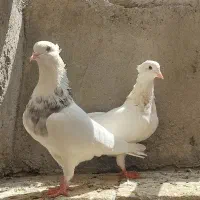 کبوتر طوقی کرمانشاهی