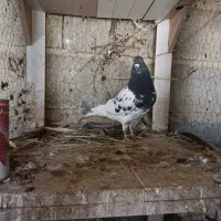 کله ماده|پرنده|شیراز, شهرک گلها|دیوار