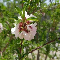 اجاره ۶ خوابه لوکس بر میرزای شیرازی (شرکت.آموزشی)