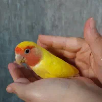 طوطی برزیلی ماده