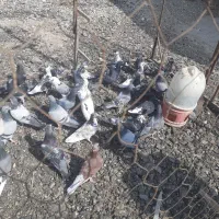 کته دورگ پلاکی