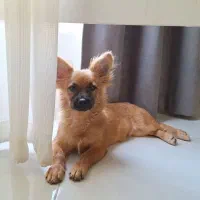 سگ پامرانیان با اصالت