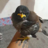 جوجه مینا به فروش میرسد