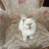 گربه پرشین