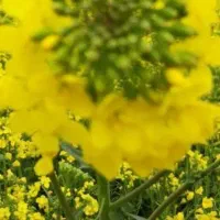 اجاره زمین کشاورزی|فروش دفتر صنعتی، کشاورزی، تجاری|سیمین شهر, |دیوار