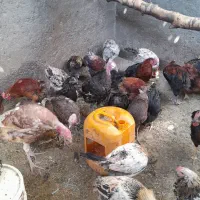 خروس و بوقلمون