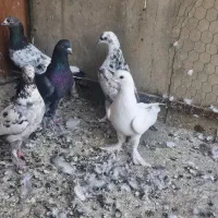 ۶عددکفتر دونه ای ۱۳۰یکجا تکی فرق میکند|پرنده|تهران, مولوی|دیوار