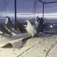 فروش تعدادی کبوتر