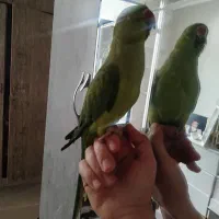 طوطی ملنگو با قفس|پرنده|محمدشهر, محمدشهر|دیوار