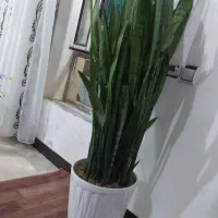 گل طبیعی|گل و گیاه طبیعی|ایوان, |دیوار