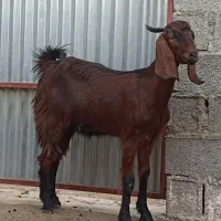 فروش بز و طوقلی زیرقوچی|حیوانات مزرعه|سیمین شهر, |دیوار