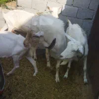 نربزسانن اصل دوساله مخصوصه تکسیر