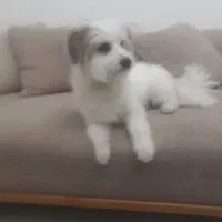 واگذاری سگ شیتزو