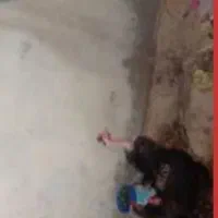 مرغ محلی تخمگذار