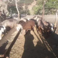 میش بختیاری و افشاری مایه زده