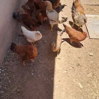 فروش مرغ