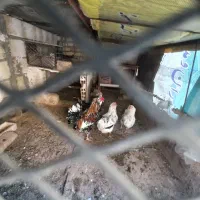 تخم گلین|حیوانات مزرعه|قم, محمد آباد|دیوار