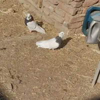 طوقی|پرنده|گوگان, |دیوار