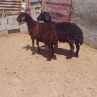 بره نر و ماده