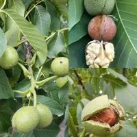 نهال گردوی پیوندی چندلر و تمامی ارقام