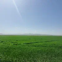 گندمزار چهل هزار متری