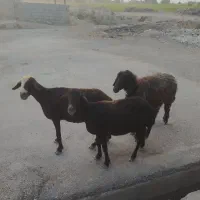 سه میش آبستن