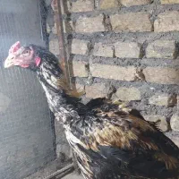 یک جفت لاری