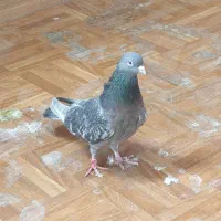 نروماده گرویی