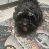 پامر شیتزو معاوضه باگوشی