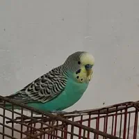 مرغ عشق