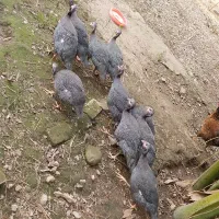 مرغ شاخدار ( سیساک )